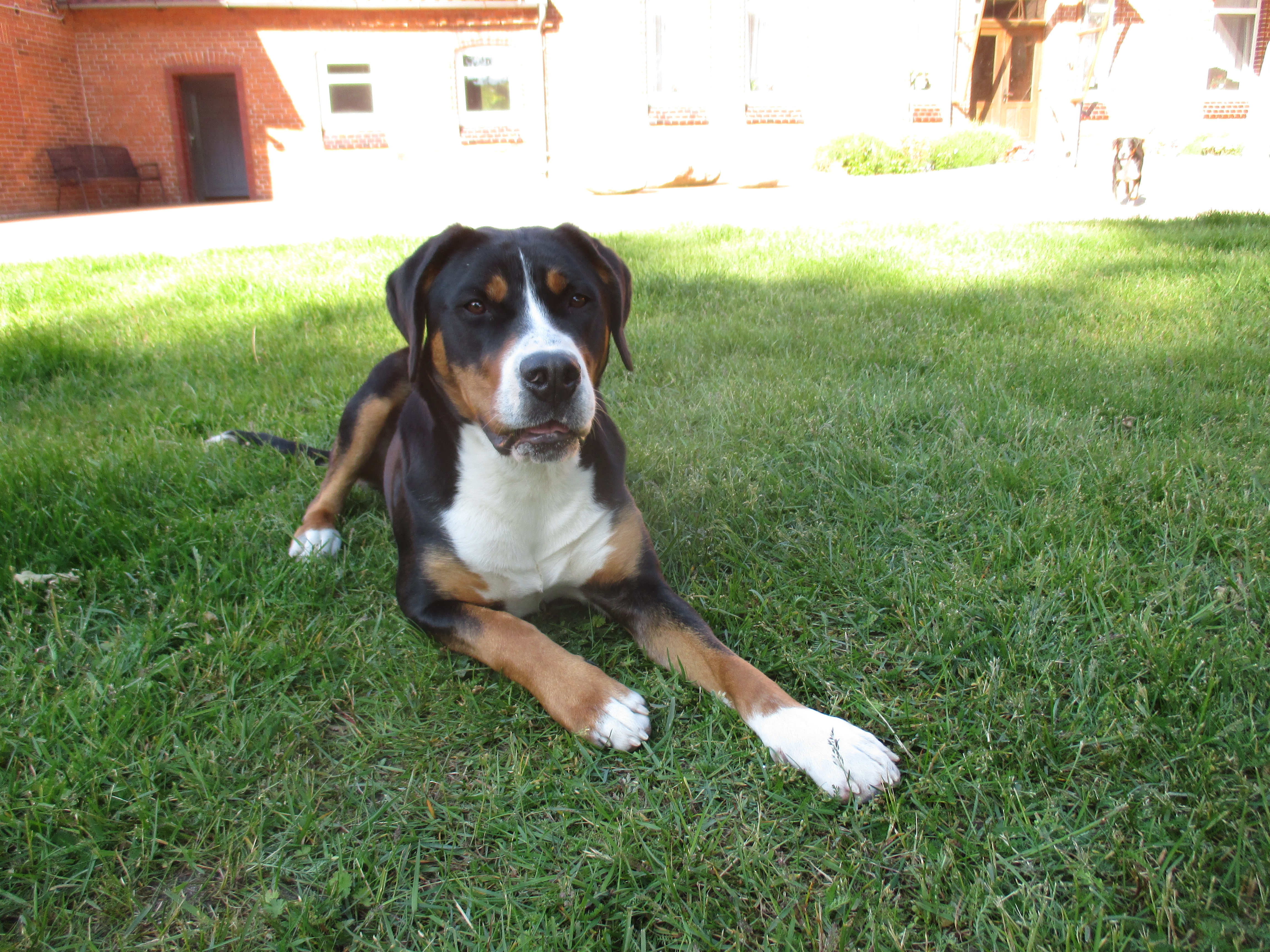 Nela